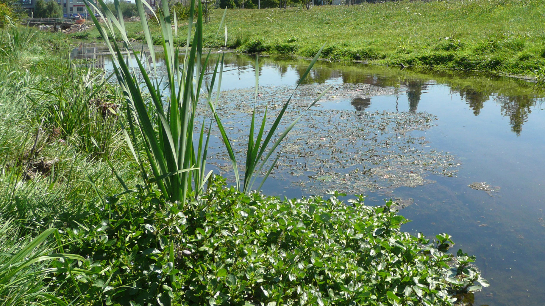 Renaturation and disclosure of the Kappelbach-stream, Chemnitz